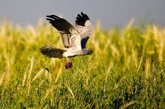 Wiesenweihe - Zum Vergroessern klicken!